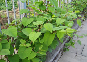 Japanese Knotweed Removal In Belfast N Ireland Aes Marconi Japanese Knotweed Removal In Belfast N Ireland Aes Marconi