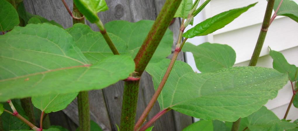 AES Marconi - Japanese Knotweed